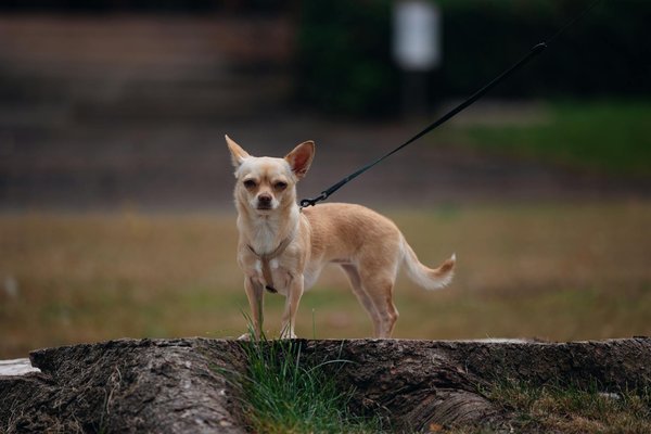 Wie kann man die Nachhaltigkeit in der deutschen KÃ¼che fÃ¶rdern?